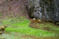 Direkt unten am Felsen befindet sich der Hasenbach-Ursprung