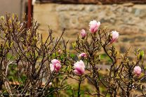 Mangiolenblüte in Roßwag