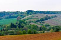 die berühmten Kürnbacher Weinberge