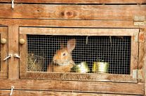 Warum kommt diese Jahr kein Osterhase? - Jetzt wissen wirs endlich: Er sitzt im Knast!