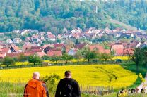 blühende Rapsfelder auf dem Rückmarsch nach Sternenfels