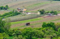 viele Weinberge umgeben die Ravensburg