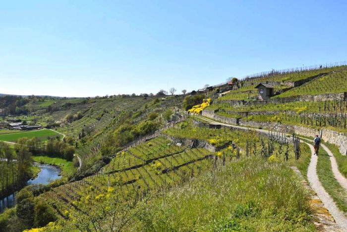 weinwandern-enzschleife-muehlhausen_1200x800