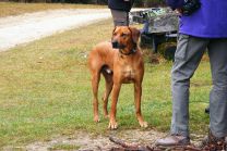 Wen haben wir denn da? - ein OWA-Neuzugang: Rüde Bello aus Altensteig...