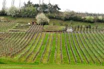 Viele Weinberge auf dem Weg nach Mühlhausen