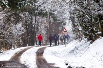 Viehabtrieb zum Kloster Kirchberg