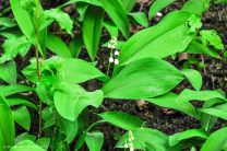 die ersten Maiglöckchen