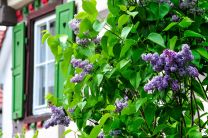 blühender Fliederbusch in Kürnbach