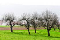 fotogene Baumgruppe an der Enz - hier blüht noch nichts