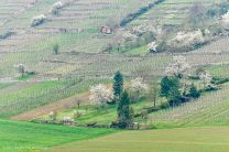 Die berühmten Weinberge im Enztal