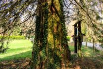 Urwelt-Mammutbaum zwischen Malmsheim und Perouse