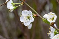 Volle Blüte im Enztal