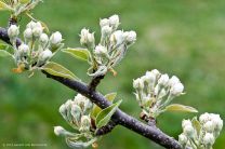 erste Blütenknospen erblicken die Frühlingssonne
