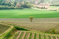 Landschafts-Strukturen im Vorfrühling