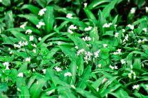 intensiv duftender Bärlauch in voller Blüte - nicht mit den Maiglöckchen verwechseln - GIFTIG!