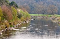 Die Enz fließt ruhig dahin