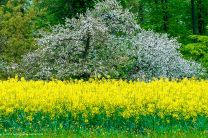 was für eine schöne Frühlings-Pyramide