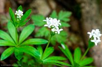 überall ist Frühling