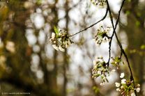 Wildkirschenblüte im Enztal