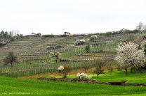 Viele Weinberge auf dem Weg nach Mühlhausen