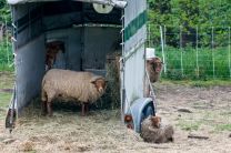 Schafwolle auf 4 Beinen - was die wohl über uns denken?