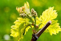 die ersten Blätter-Triebe am Weinstock