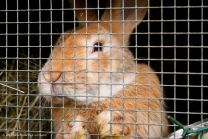 Leckerer Hasenbraten hinter Gittern: Ein echter Oschterhase - im Gasthof Zur Rose