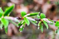 saftiges Grün - zum Greifen nah