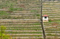 Weinberge, Weinberge, nix als Weinberge
