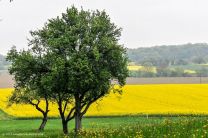 schönes Fotomotiv: grün-gelbe Farbharmonie