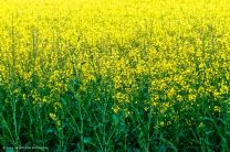 gelbgrüne Farbharmonie