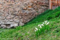 Bei so viel Frühling kommt Freude auf