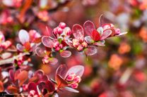 ist das Wacholderblüte ??