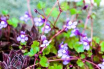 was blüht den da so schön?