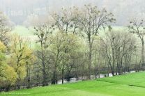 ...hier haben sich Misteln in den Bäumen angeflanscht